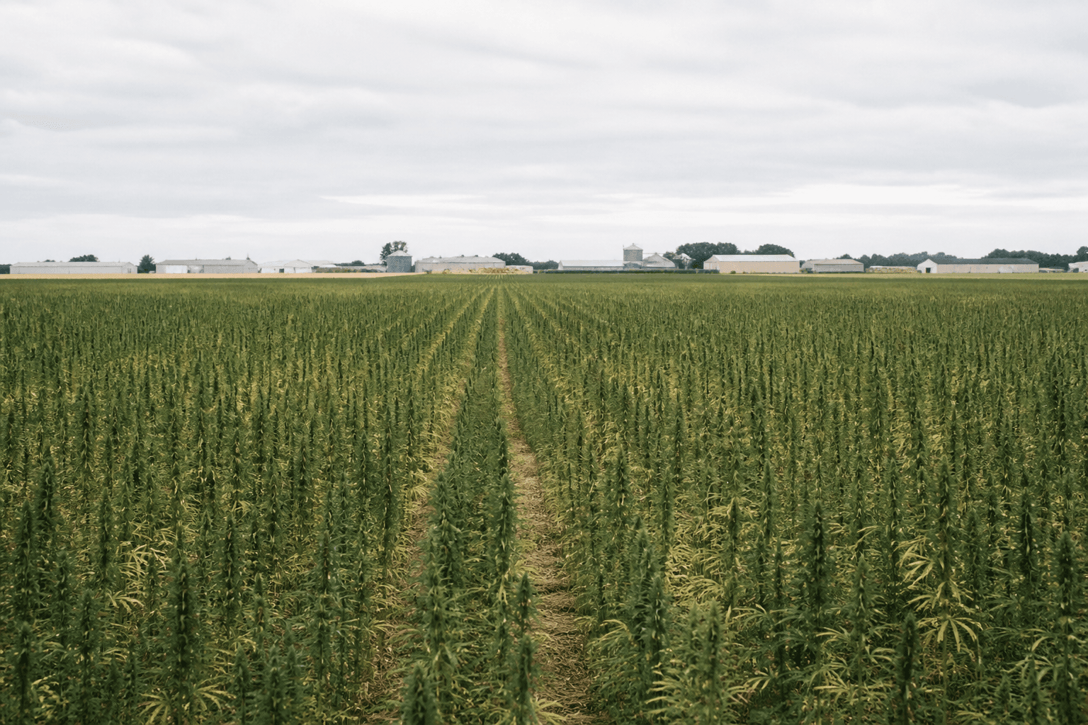 Representative industrial hemp primary processing environment